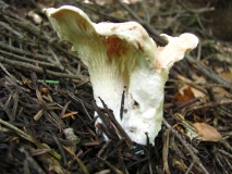 Бял пачи крак / Cantharellus subalbidus /_3