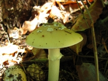 Гъба от рода Amanita вероятно /Amanita junquillea, Amanita citrina или Amanita pantherina var. velatipes /_1