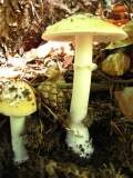 Гъба от рода Amanita вероятно /Amanita junquillea, Amanita citrina или Amanita pantherina var. velatipes /_2