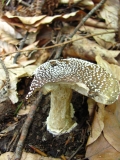 Пантерка / Amanita pantherina /