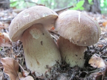 Манатарка /Boletus aereus/