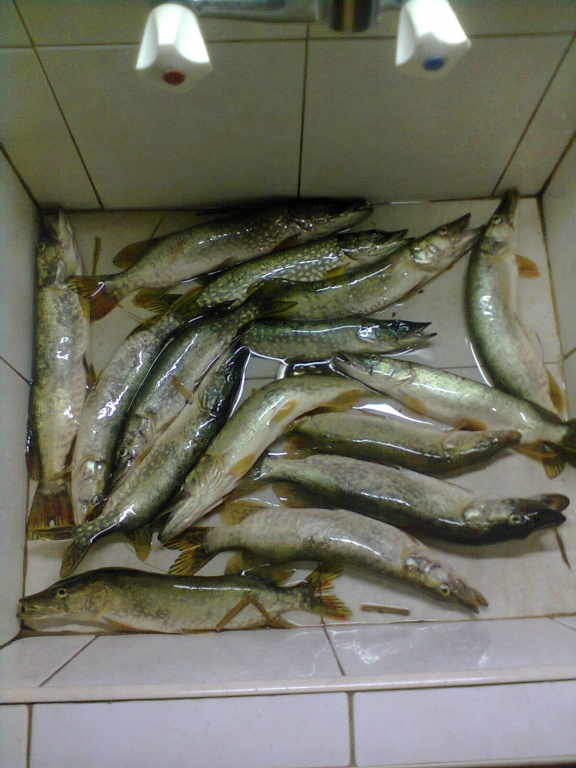 Снимка0287.jpg