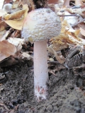 Бисерна гъба / Amanita rubescens /