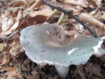 Гълъбка / Russula cyanoxantha / 1