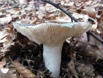 Гълъбка / Russula cyanoxantha / 2
