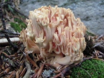 Коралка / Ramaria mairei /