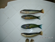 Turki 2010 252