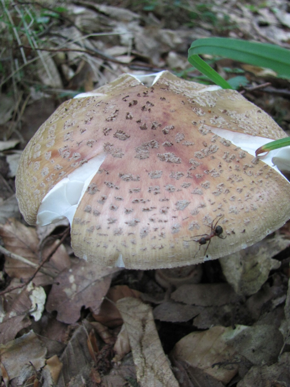 Бисерна гъба /Amanita rubescens/_1