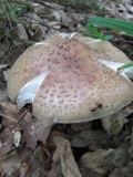 Бисерна гъба /Amanita rubescens/_1