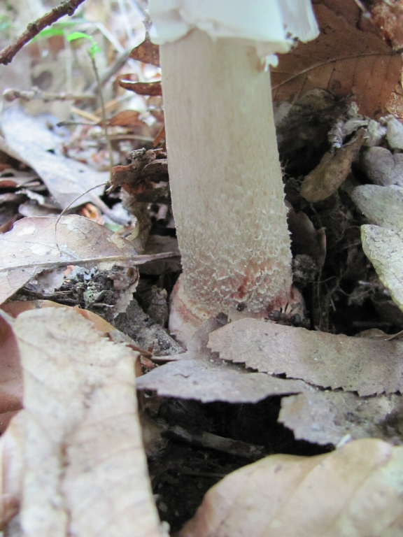 Бисерна гъба /Amanita rubescens/_2