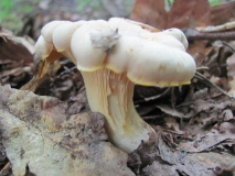 Пачи крак /Cantharellus cibarius/
