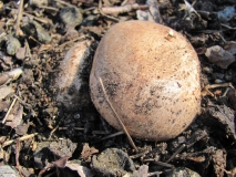 Кралска Печурка /Agaricus augustus/