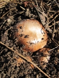 Кралска Печурка /Agaricus augustus/