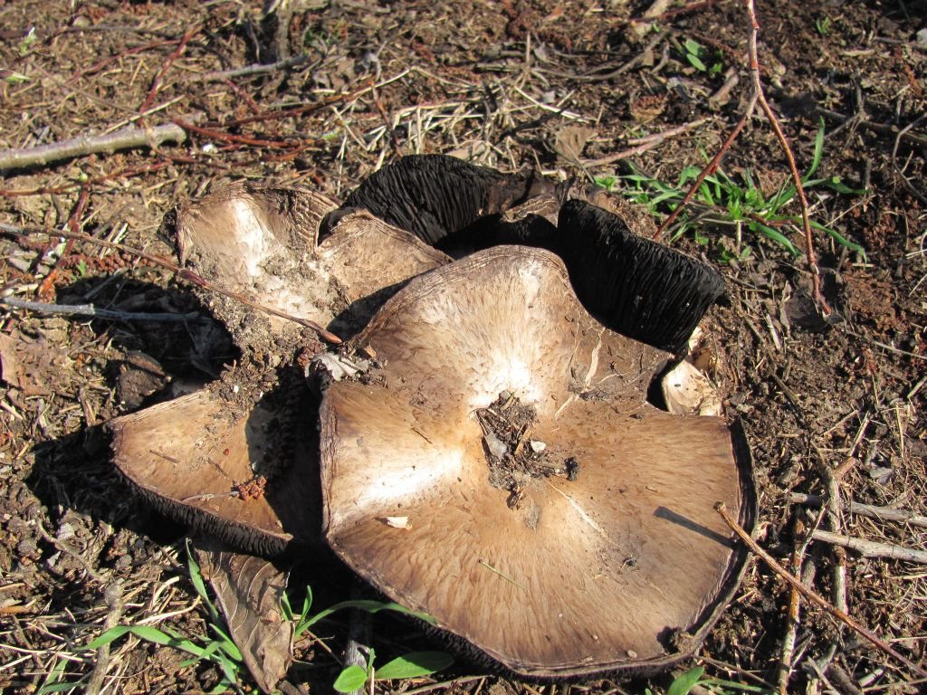 Кралска Печурка /Agaricus augustus/