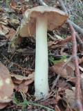 Tricholoma ???_1