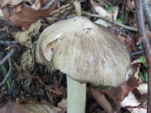 Tricholoma ???_2