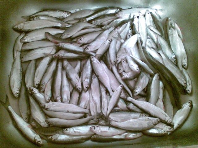 6.2.2009 ЛУДА КАМЧИЯ