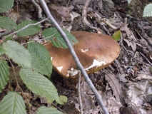 IMG 7257