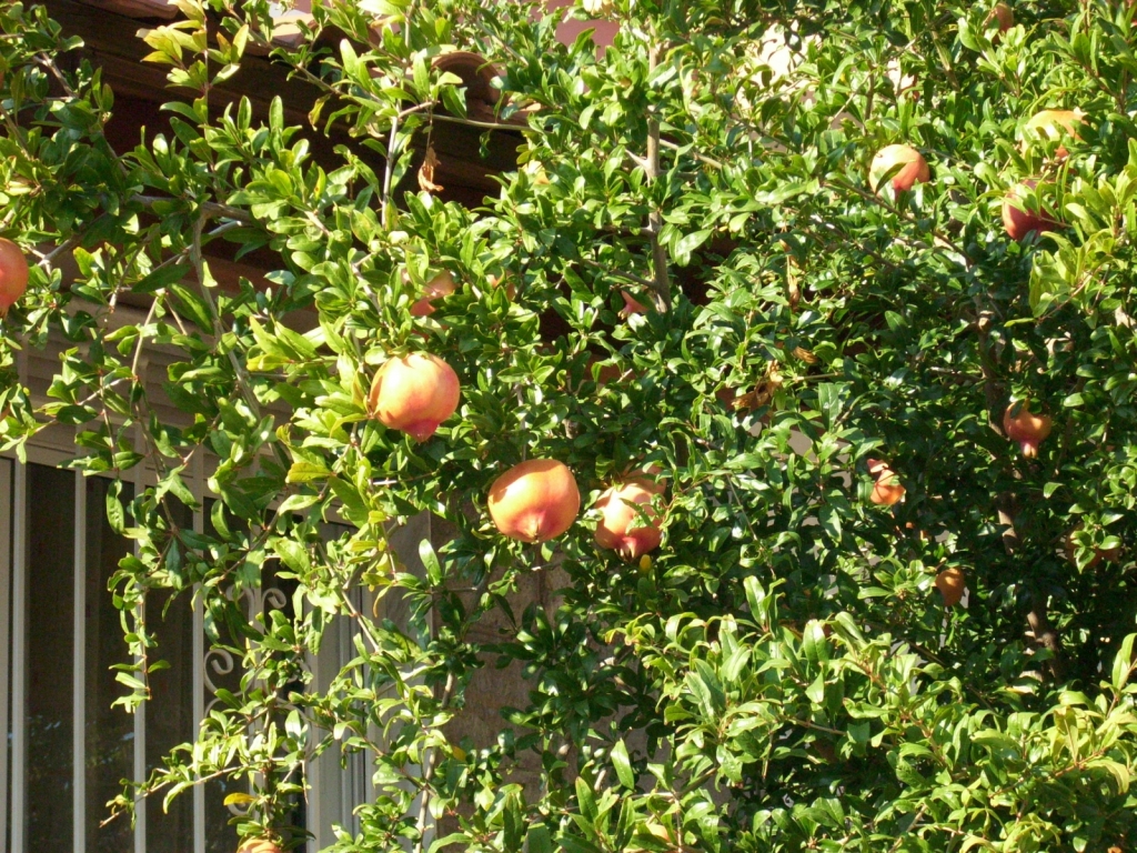 IMG 7438
