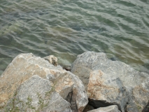 IMG 7544
