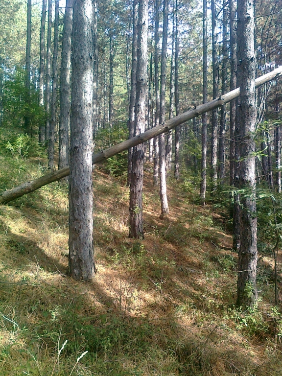 Снимка0462.jpg