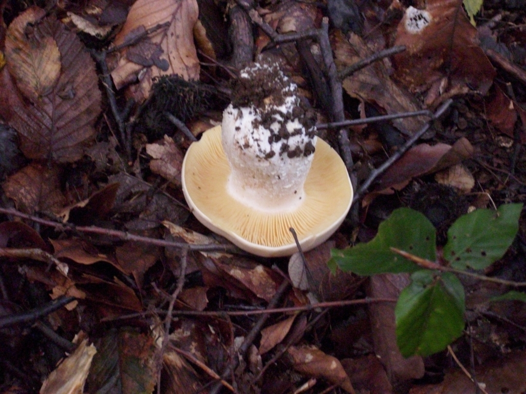 IMG 7621