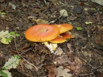 IMG 7642