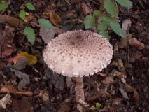IMG 7782