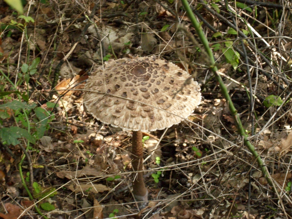 IMG 7788