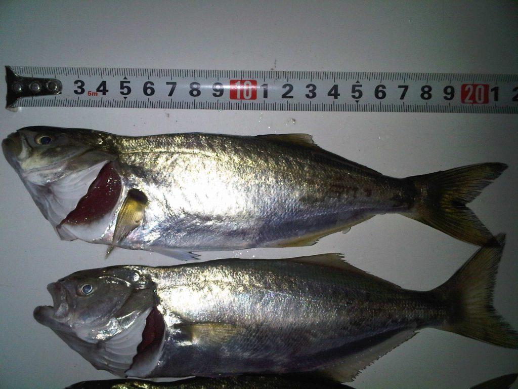 IMG00250-20141014-1803