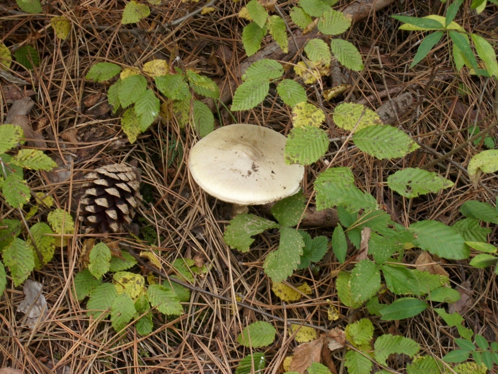 IMG 7852