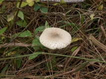 IMG 7855