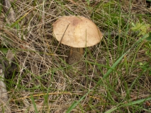 IMG 7874