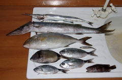 Маятико(Гърция), Акиа(Турция), Ричола(Италия).jpg