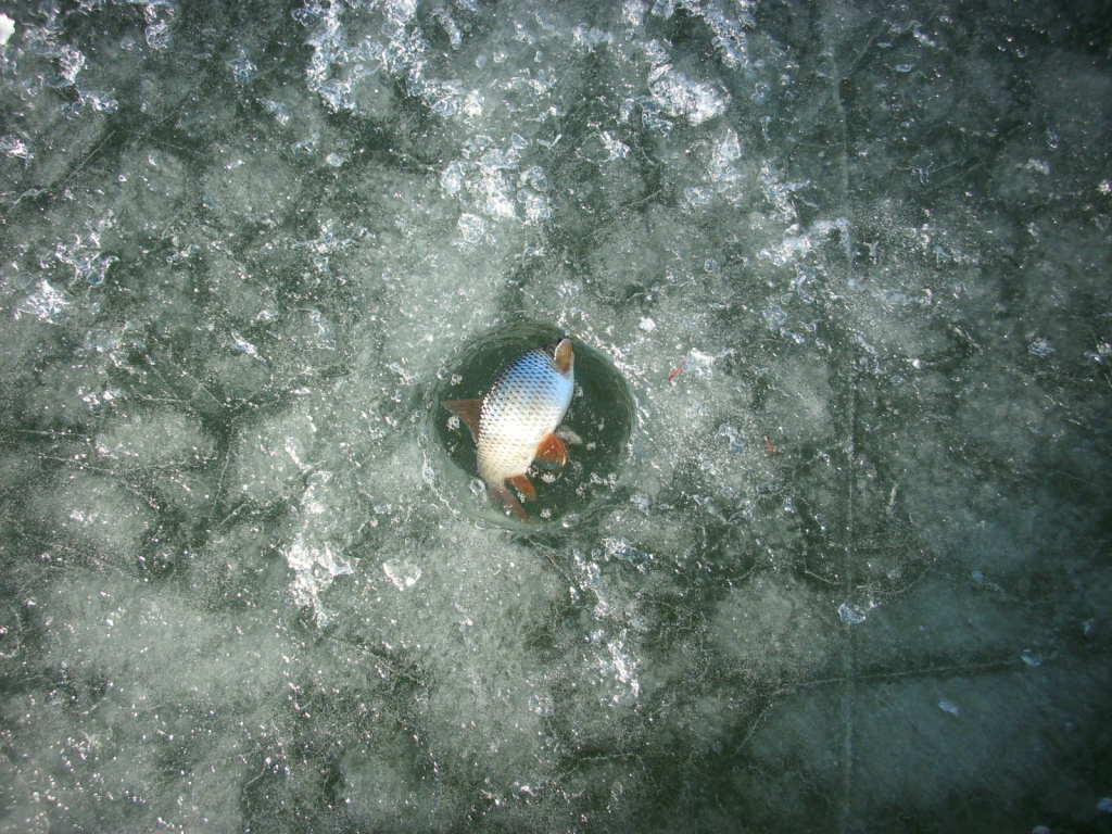 IMG 8352