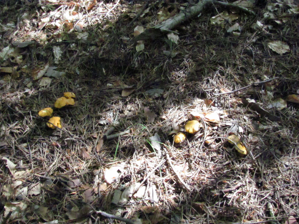 Пачи крак /Cantharellus cibarius/_1