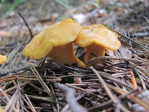 Пачи крак /Cantharellus cibarius/_2