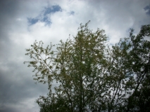 IMG 8862