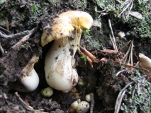 Пачи крак /Cantharellus cibarius/_4