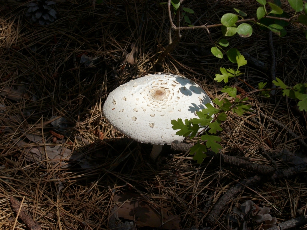 IMG 9324