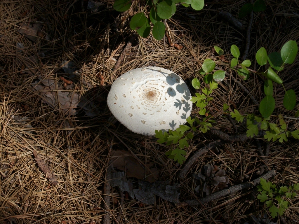 IMG 9325