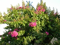 IMG 9782