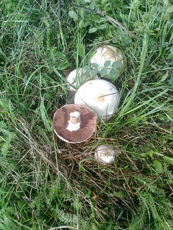 Снимка0746.jpg
