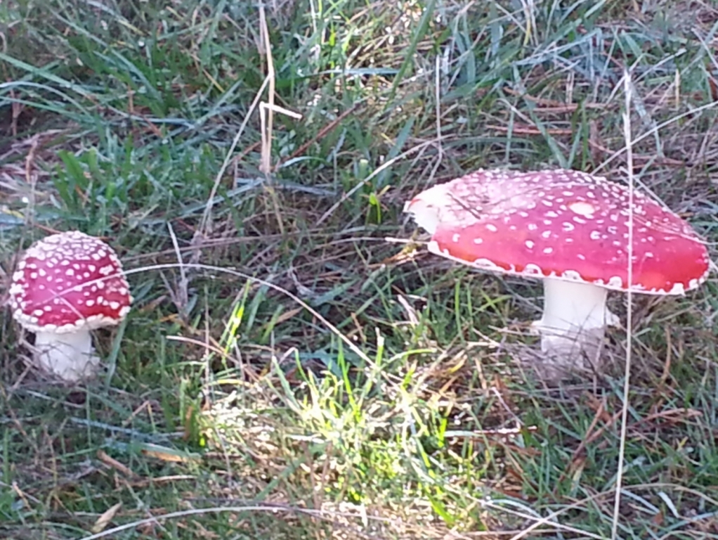 20151015 110037-small