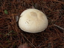 IMG 0075