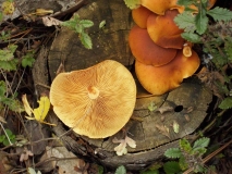 IMG 0147