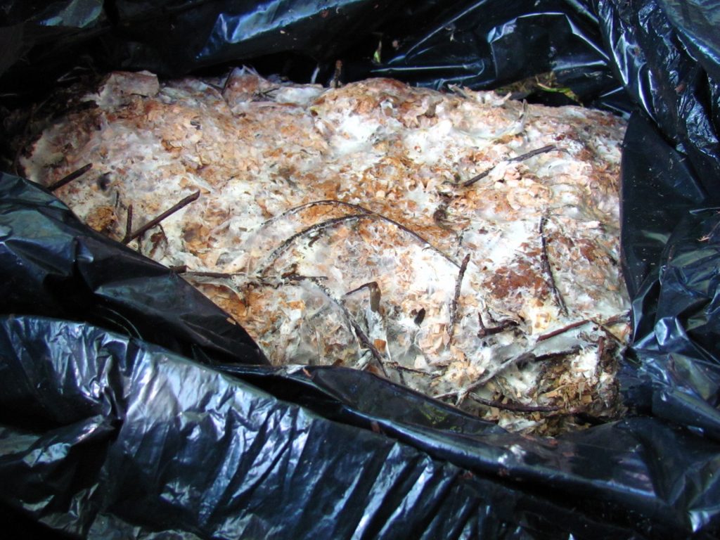 Хифи на мицела /Pleurotus ostreatus/_1