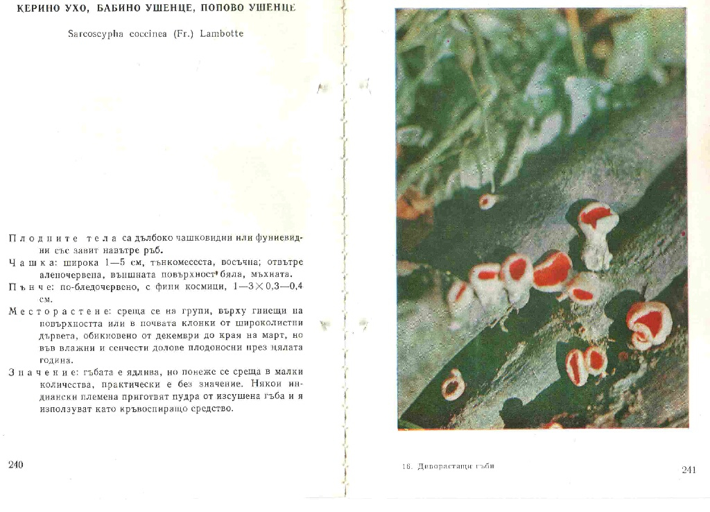 Керино Ухо /Sarcoscyha coccinea /