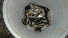 Ribki1