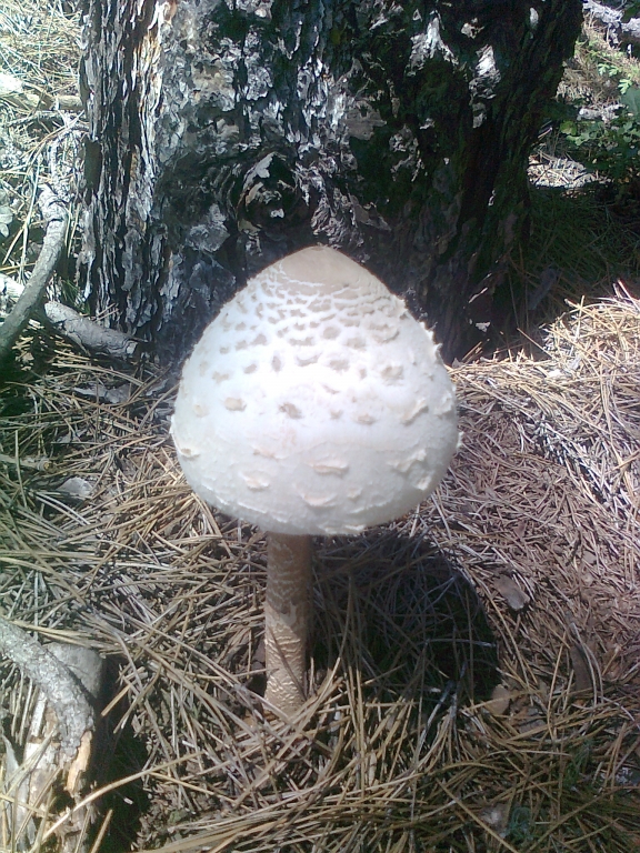 Снимка0834